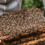 Bienennester: Wann bienen bauen?