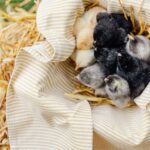 Wespen-Nest verhindern: Tipps und Vorschläge