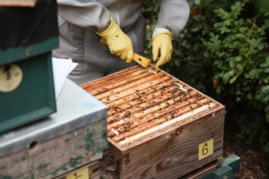 Bienenkorb-Bauen mit Materialien und geeigneten Anleitungen